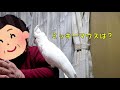 ソロモンオウムたろちゃん　ママと一緒にお歌を歌う？　singing cockatoo with mama