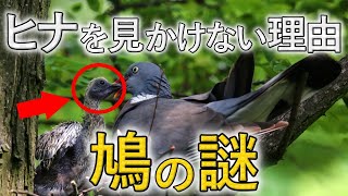 「鳩」の子供は何故見かけない？「ハト」の生態の謎を解説