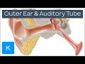 Ear Anatomy: Outer Ear and Auditory Tube (preview) - Human Anatomy | Kenhub