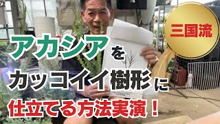 【切り抜き動画】三国流！アカシアをカッコイイ樹形に仕立てる方法実演！