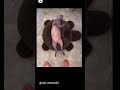 sphynx cat whip cream - the funniest sound you will hear today #funny #meme #tiktok