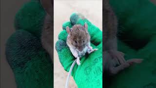 Mouse animals zoo #animals #mouse #zoo