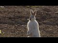 2 hungry wolves chase a super fast rabbit footage 2017