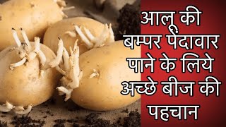 Potato seed कुफरी बहार 3797 गोल