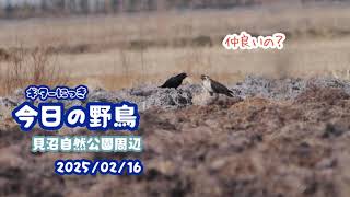 ギター日記　今日の野鳥　・　見沼自然公園周辺　2025年2月16日