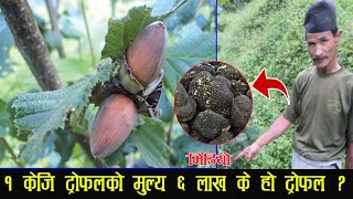 Expensive Truffle Farming  Nepal  || Price 6 Lakh 1 KG || नेपालमै प्रति केजि ६ लाख पर्ने ट्रोफल