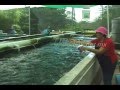 RAS SYSTEM FOR TILAPIA GROW RAS SYSTEM FOR TILAPIA GROW