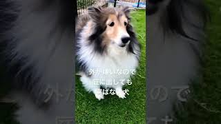 【シェルティ】今日も外が嫌いなシェットランドシープドッグのカレンちゃん【犬】