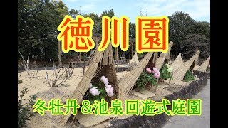 【徳川園】冬牡丹と日本庭園　2020/01/02   [도쿠가와 원] 겨울 모란과 일본 정원