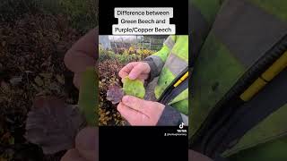 Difference between Green Beech and Purple/Copper Beech