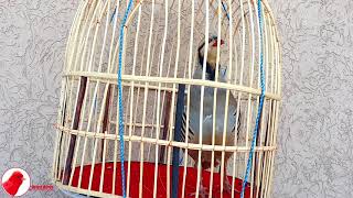 Powerful Chukar (chakor) Partridge Singing - صوت حجل بري