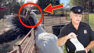 Ostrich vs Rhea (Kevin eats Homelander) *cops called*