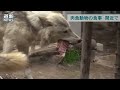 目の前で肉ガブリ　円山動物園　動物の食事に歓声