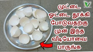 தயவுசெய்து முட்டை 🥚🥚தோலை தூக்கிப் போடாதீங்க இதைப் பார்த்து அசந்து போயிடுவீங்க tips with egg shell