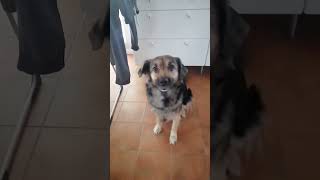 , Jeg fandt en hund der synger