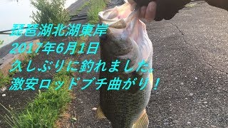 琵琶湖北湖東岸2017年6月1日 今日も399円のロッドで釣れました