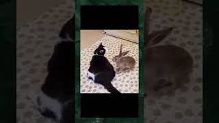 Rabbit knows how to give a massage