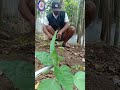 How to cut cayenne pepper shoots so that they bear fruit #shortsviral