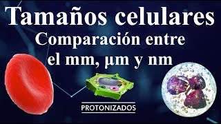 Tamaños celulares. Comparación entre el milímetro, micra (micrómetro) y nanómetro