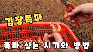 김장 쪽파 심는 시기 심는 방법. 쪽파 종구 손질 방법.