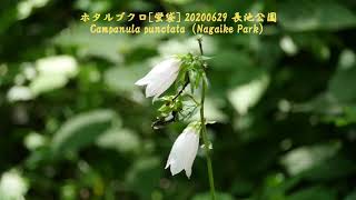 0217#道端の草花#ホタルブクロ[蛍袋]#長池公園#Roadside flowers#Campanula punctata＃Nagaike Park#20200629