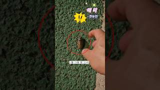 이상기온으로 헷갈리는 매미유충?? #매미 #전유진 #cicada