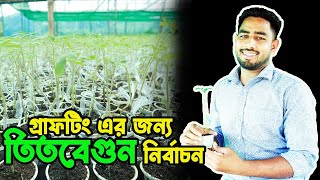 গ্রাফটিং এর জন্য কোন জাতের তিতবেগুন এর চারা ব্যাবহার করবেন ? Agro One - একটি আধুনিক কৃষি প্রচেষ্টা