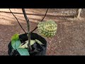 വിവിധ തരം ആത്തകൾ ആത്തചക്ക custard apple aatha chakka malayalam aathachakka in our house