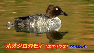 ホオジロガモ♂(エクリプス）2023 12 28．