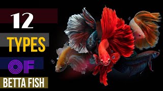 types of betta fish