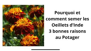 POURQUOI SEMER DES OEILLETS D'INDE AU POTAGER