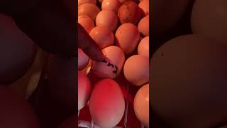 Egg hatching #chick #hatching #mianinventions