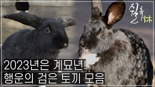 [4k] '2023년 계묘년 기념' 행운의 검은 토끼 모음🐰🍀ㅣrabbitㅣ쉴휴 (230116 방송)