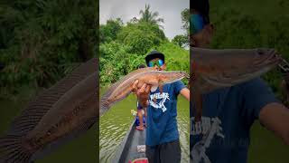 വന്നു മക്കളേ വന്നു snake head killer FISHING WIBS #snakehead #snakeheadhunting #fishing #cheronfish