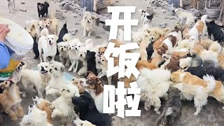 |救助流浪動物老姜||毛孩子||流浪狗|今天是8月19日，這是我們爲毛孩子准備的食物