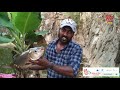 പാറ കുളത്തിലെ ചെറിയൊരു മീൻപിടുത്തം cutla roghu cutla fishing from pond