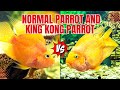 Difference Between King Kong Parrot and Normal Parrot Fish || Must Watch