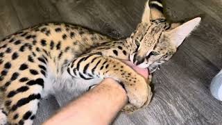 Serval Kitten Bites and Teeth - 2022 November Compilation