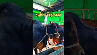 কোরবানি দেশি ষাঁড় গরু #shorts #গরু #cow #qurbanicollection #agro #goru #youtubeshorts #viralvideo