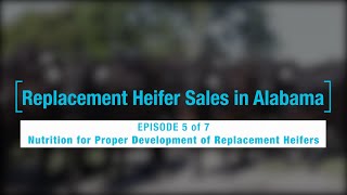 Episode 5 of 7- Nutrition for Proper Development of Replacement Heifers