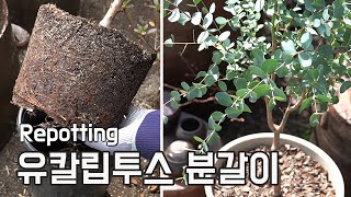 유칼립투스 분갈이 방법, 집에서 실패없이 키우기 (How to repot a eucalyptus plant )