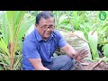 හාල් මල්ලක අලුත් විදියට හිටවන මඤ්ඤොක්කා how to grow cassava ceylon agri episode 138