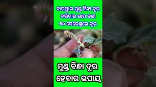 ଅପାମାର୍ଗ ଗଛର ଚମତ୍କାର ଉପାୟ #Motivationodia#sadhubani2023#Anuchinta#odiatipsnatural#odia2023