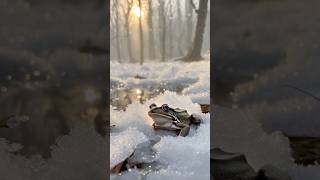 FactsFlow: The Incredible Frozen Frogs of Siberia