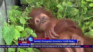 Populasi Terus Menurun, Upaya Penyelamatan Orangutan Terus Dilakukan - NET12