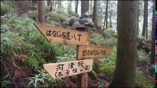 【4月上旬】はなじょろ道☆（神奈川県松田町寄～山北町八丁）