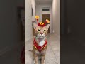 wishing you fortune and purrsperity this lunar new year 🏮🧧🐱 catshorts chinesenewyear cat