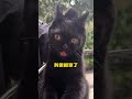 【 一只黑糖啵啵】猫走丢了 铲屎官为了找猫痛失4000块~ 黑猫 许翠花猫砂 高爷家