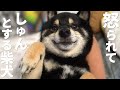 余計な事をして怒られ なんとも言えない表情になった柴犬。【黒柴犬】【shiba inu】【豆柴】