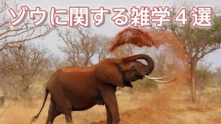 ゾウに関する雑学４選！　#雑学 #動物 #ゾウ